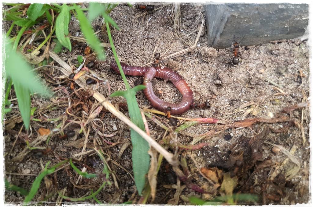 Jak pozbyć się mrówek 22