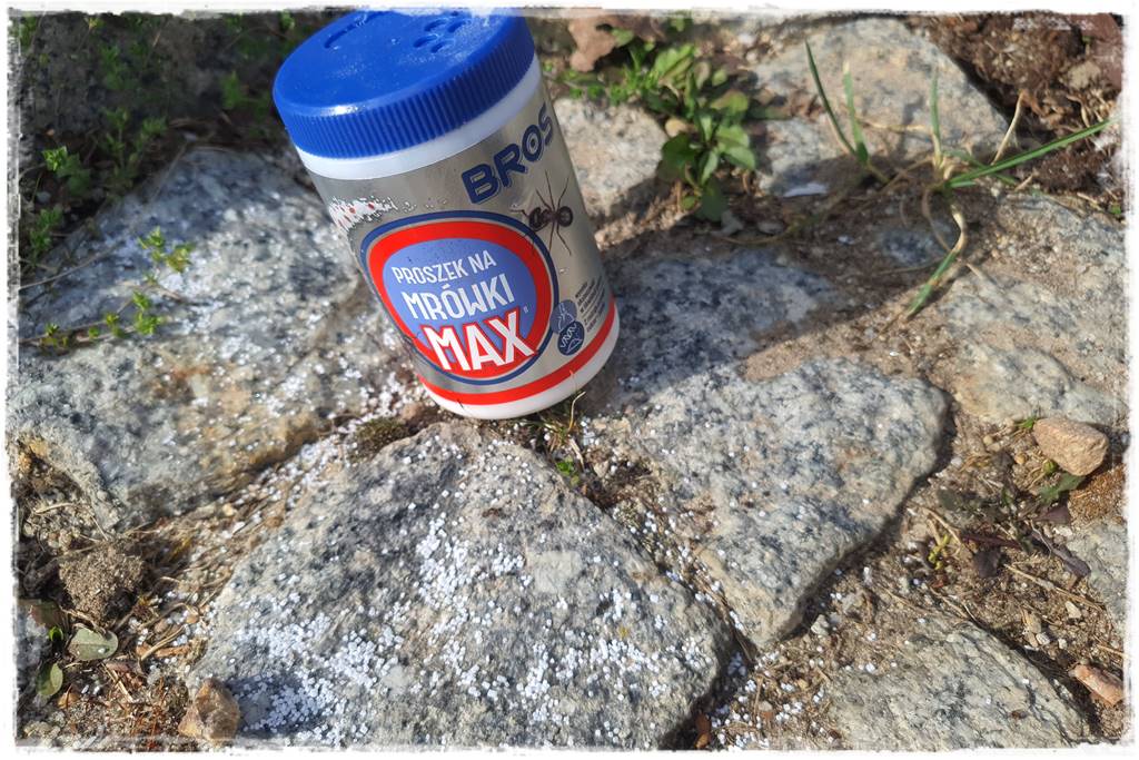 Jak pozbyć się mrówek 31