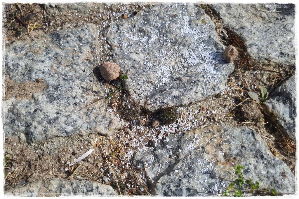 Jak pozbyć się mrówek 32