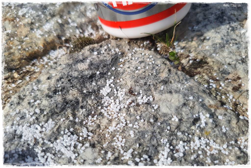 Jak pozbyć się mrówek 35