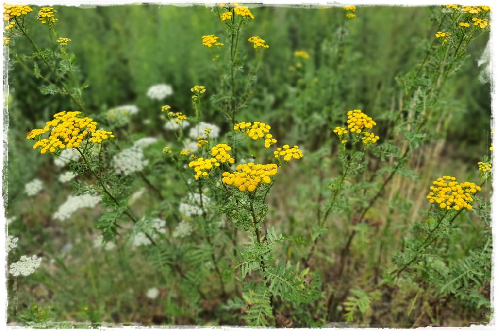 Jak pozbyć się mrówek 36