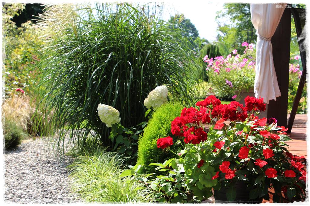 Jak pozbyć się mrówek 37