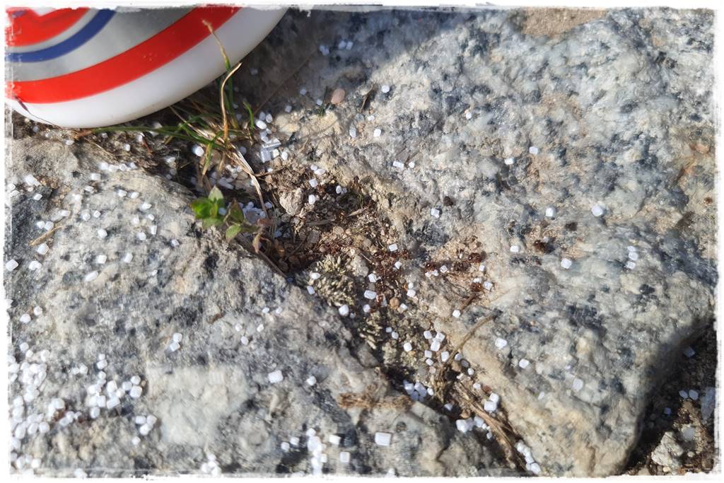 Jak pozbyć się mrówek 44