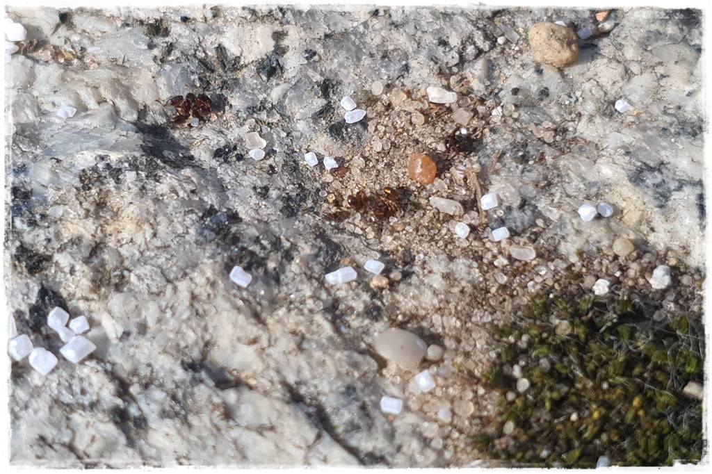 Jak pozbyć się mrówek 49