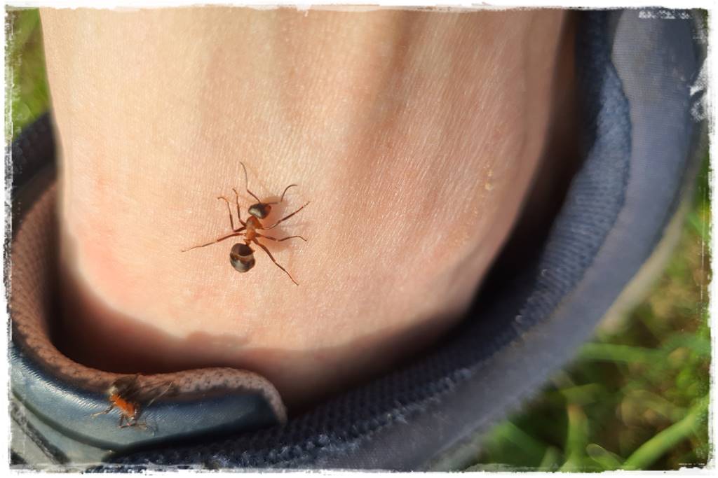 Jak pozbyć się mrówek 5