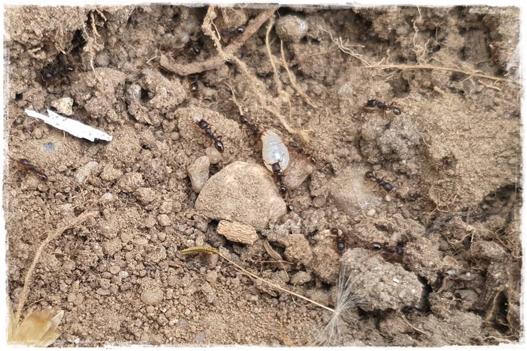 Jak pozbyć się mrówek 6