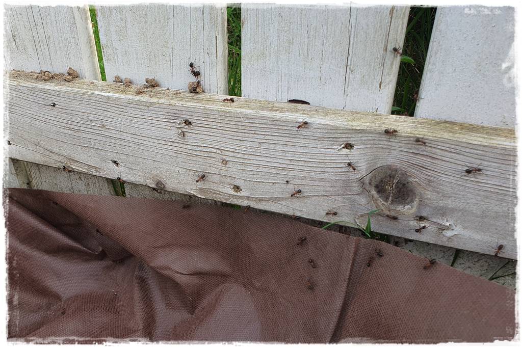 Jak pozbyć się mrówek 7