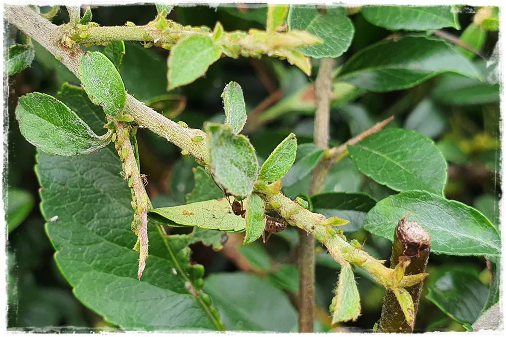 Jak pozbyć się mrówek 8