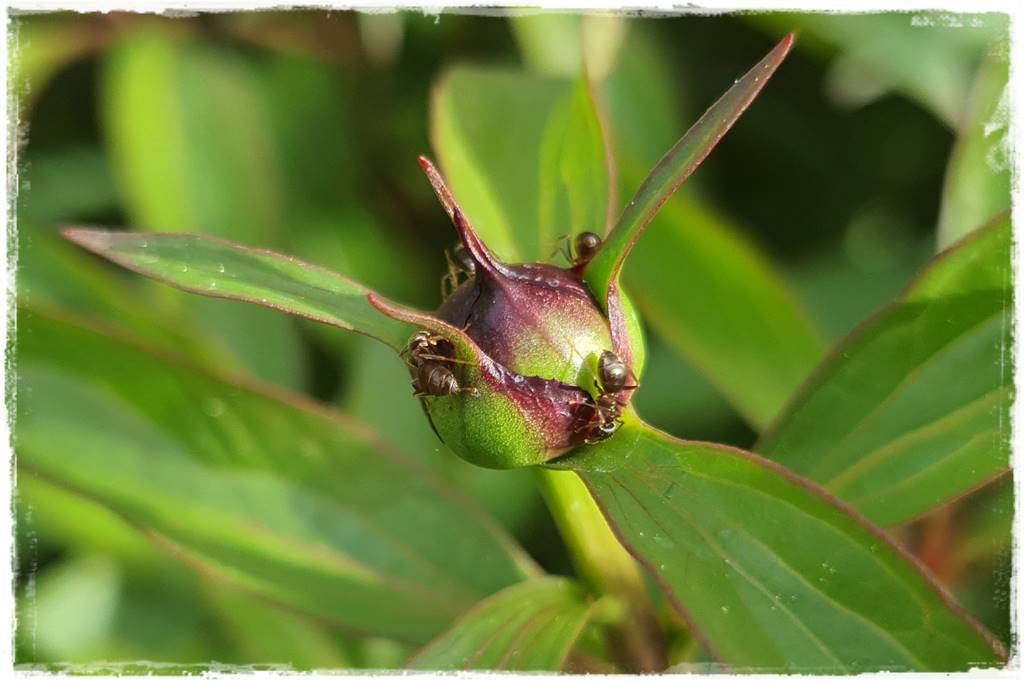 Jak pozbyć się mrówek 9