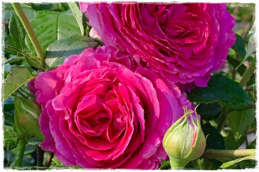 Najmocniej pachnące róże 10