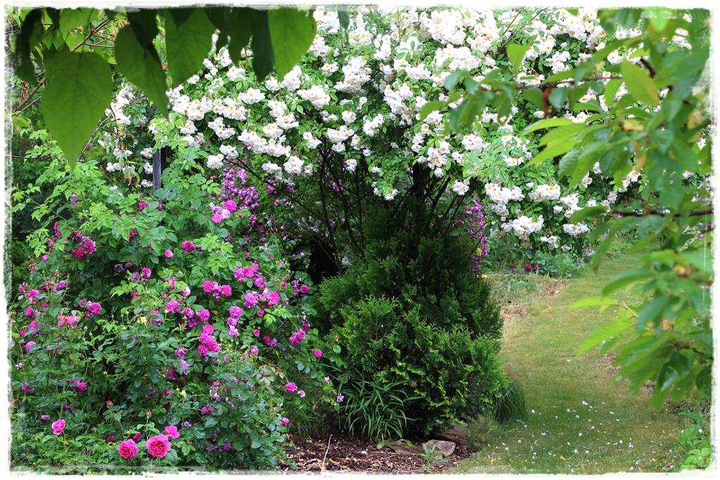 Najmocniej pachnące róże 112