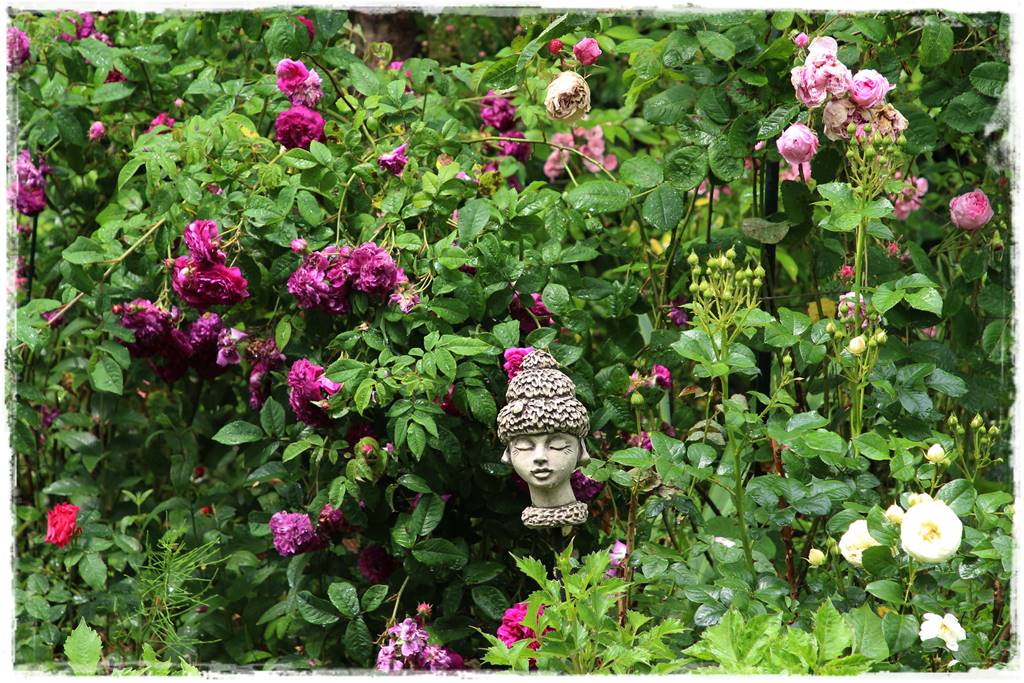 Najmocniej pachnące róże 113