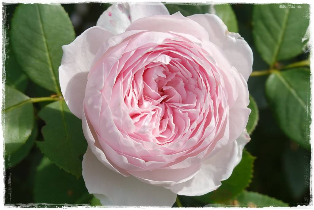 Najmocniej pachnące róże 30a