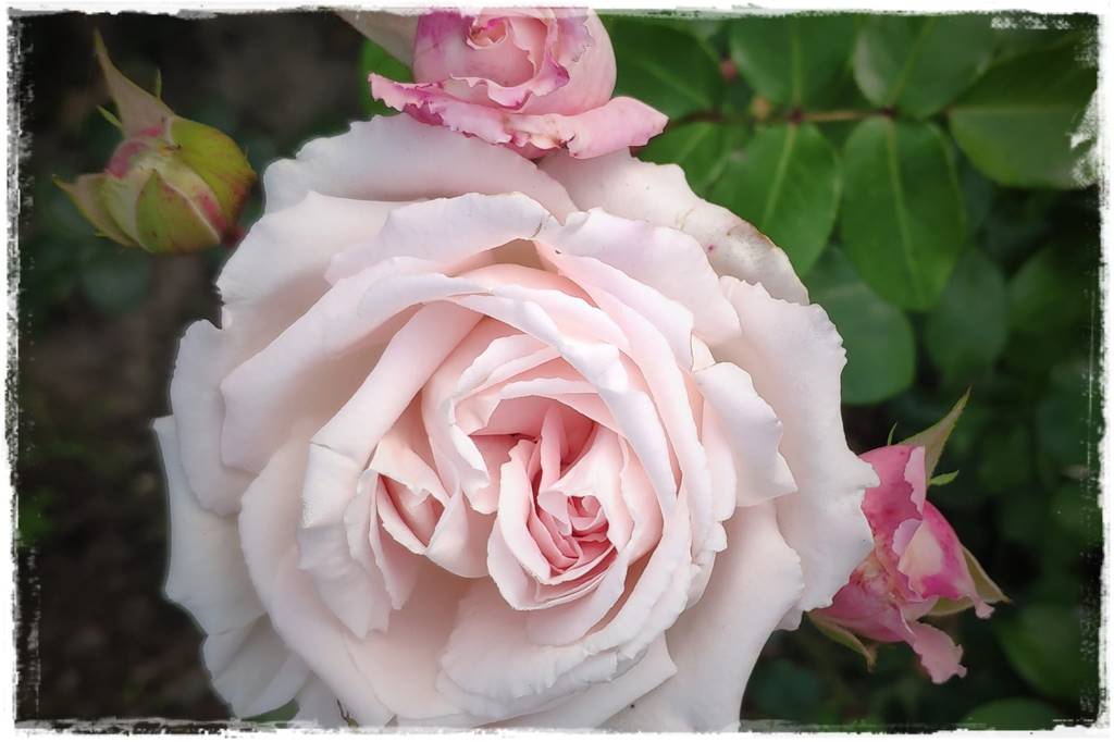 Najmocniej pachnące róże 70