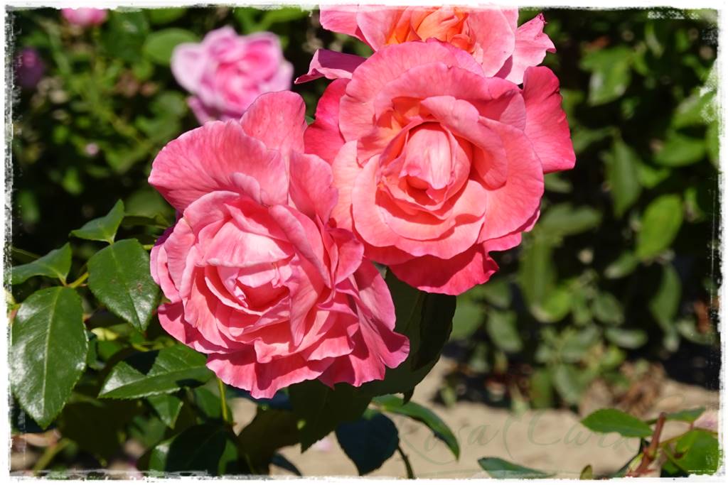 Najmocniej pachnące róże 90a