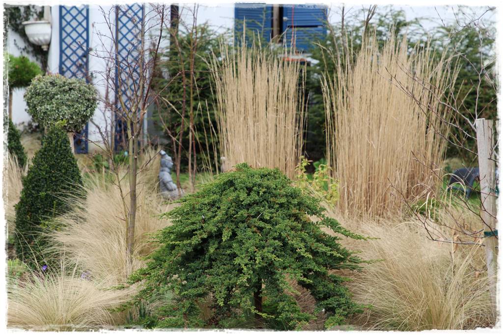 Nawożenie tui i iglaków 10 Nawożenie tui i iglaków 10