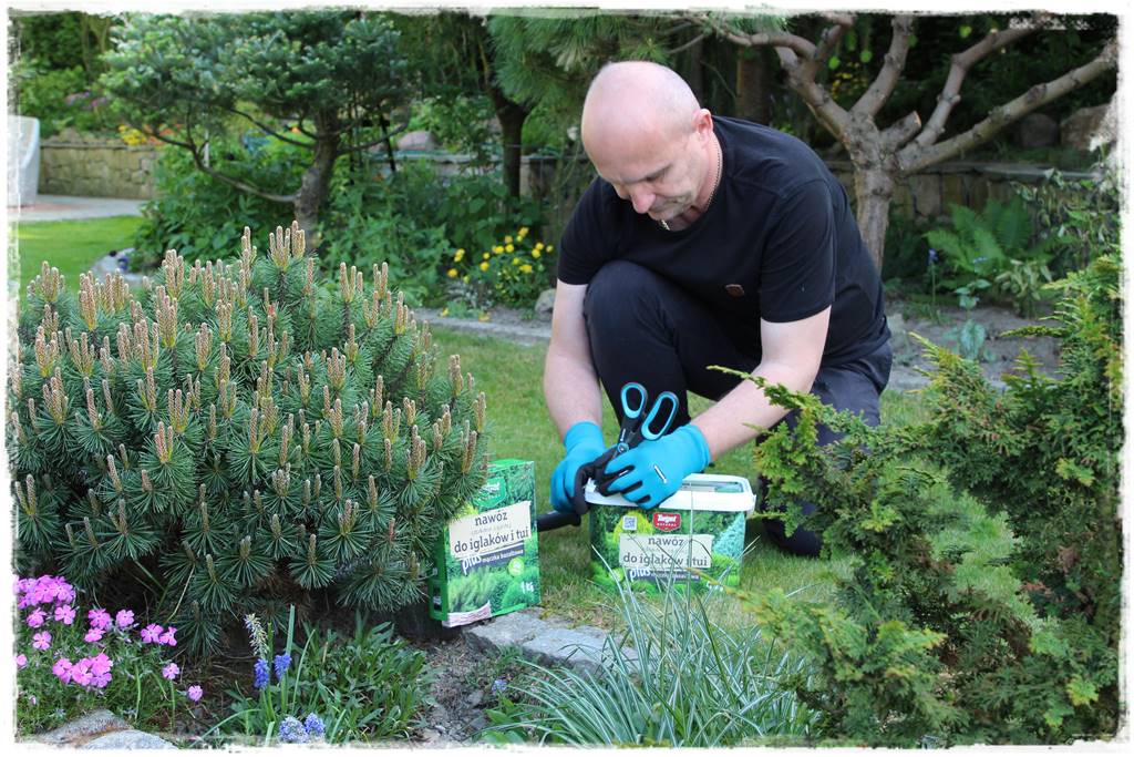 Nawożenie tui i iglaków 101 Nawożenie tui i iglaków 101