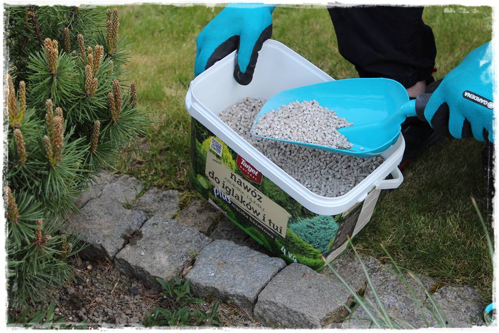 Nawożenie tui i iglaków 102 Nawożenie tui i iglaków 102