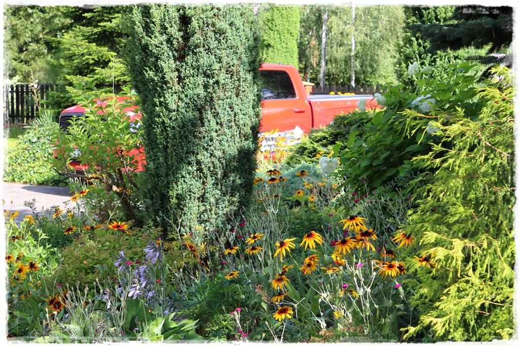 Nawożenie tui i iglaków 11 Nawożenie tui i iglaków 11