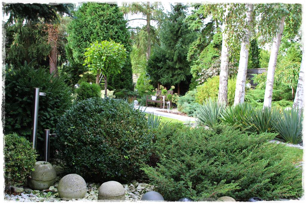 Nawożenie tui i iglaków 12 Nawożenie tui i iglaków 12