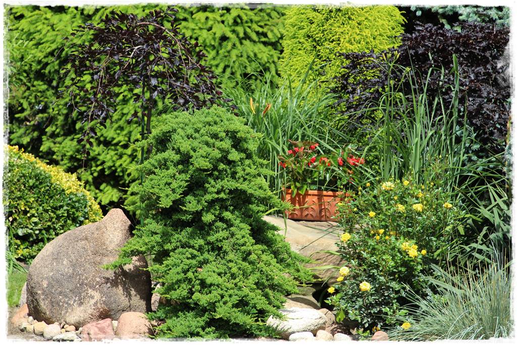 Nawożenie tui i iglaków 15