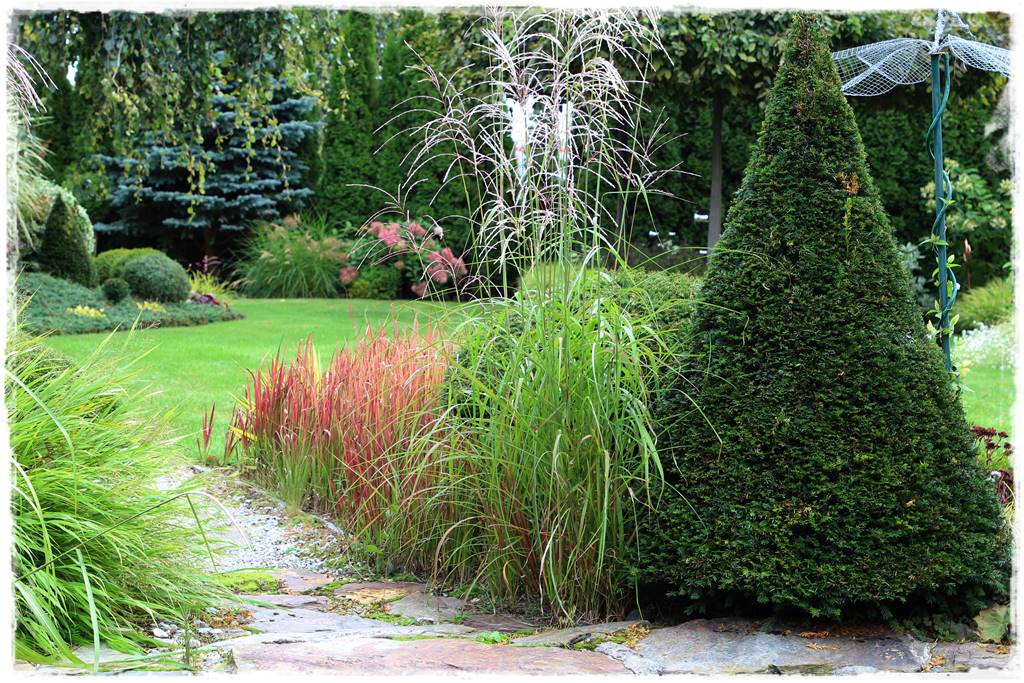 Nawożenie tui i iglaków 17