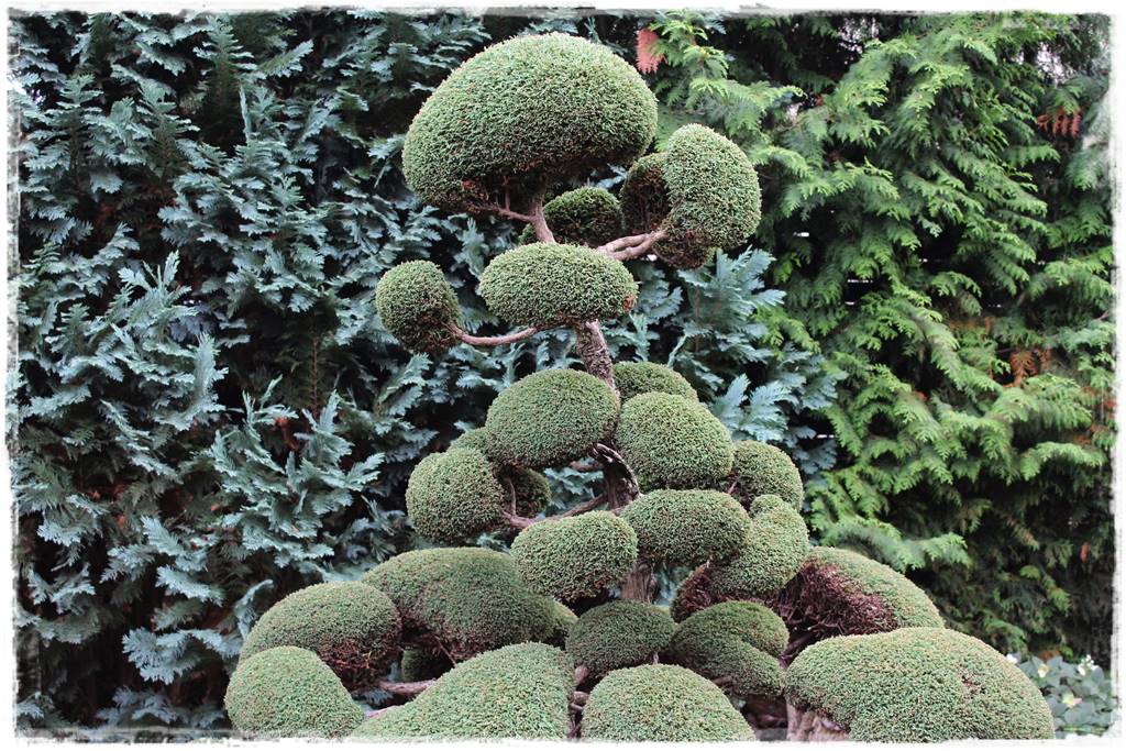 Nawożenie tui i iglaków 19 Nawożenie tui i iglaków 19