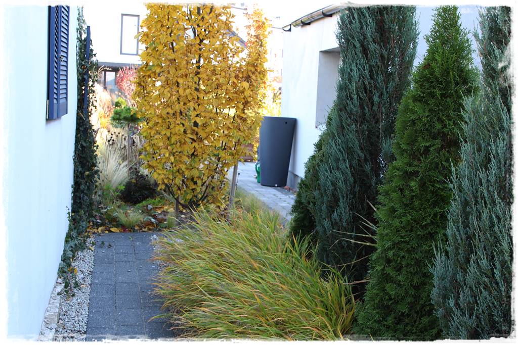 Nawożenie tui i iglaków 20 Nawożenie tui i iglaków 20