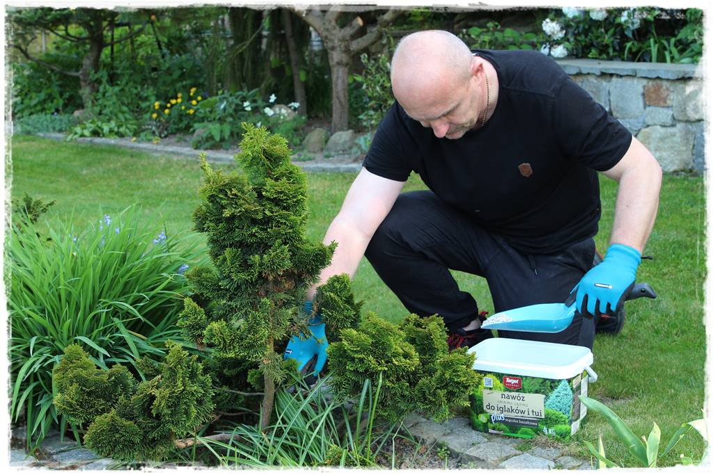 Nawożenie tui i iglaków 200 Nawożenie tui i iglaków 200