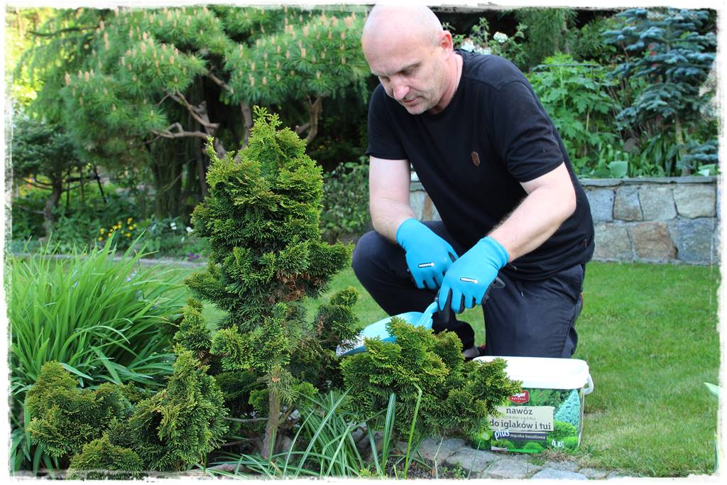 Nawożenie tui i iglaków 201 Nawożenie tui i iglaków 201