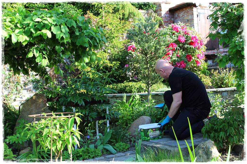 Nawożenie tui i iglaków 202 Nawożenie tui i iglaków 202