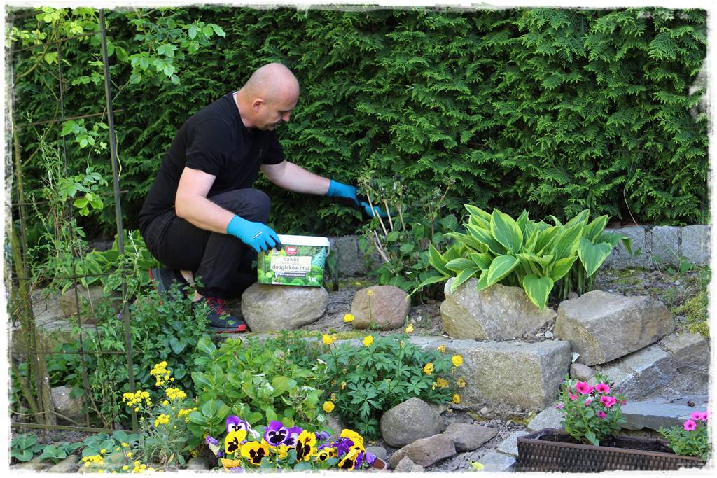 Nawożenie tui i iglaków 203 Nawożenie tui i iglaków 203