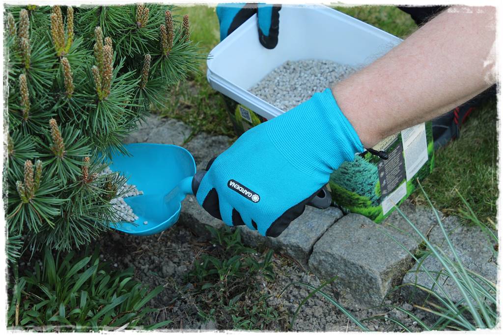 Nawożenie tui i iglaków 204 Nawożenie tui i iglaków 204