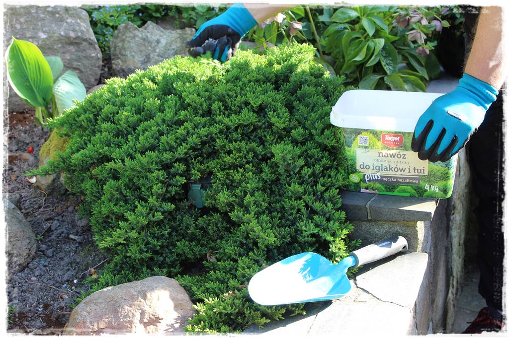 Nawożenie tui i iglaków 204a Nawożenie tui i iglaków 204a