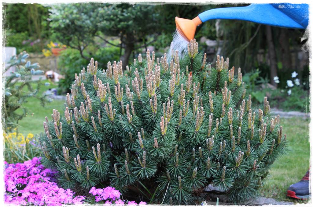 Nawożenie tui i iglaków 205 Nawożenie tui i iglaków 205