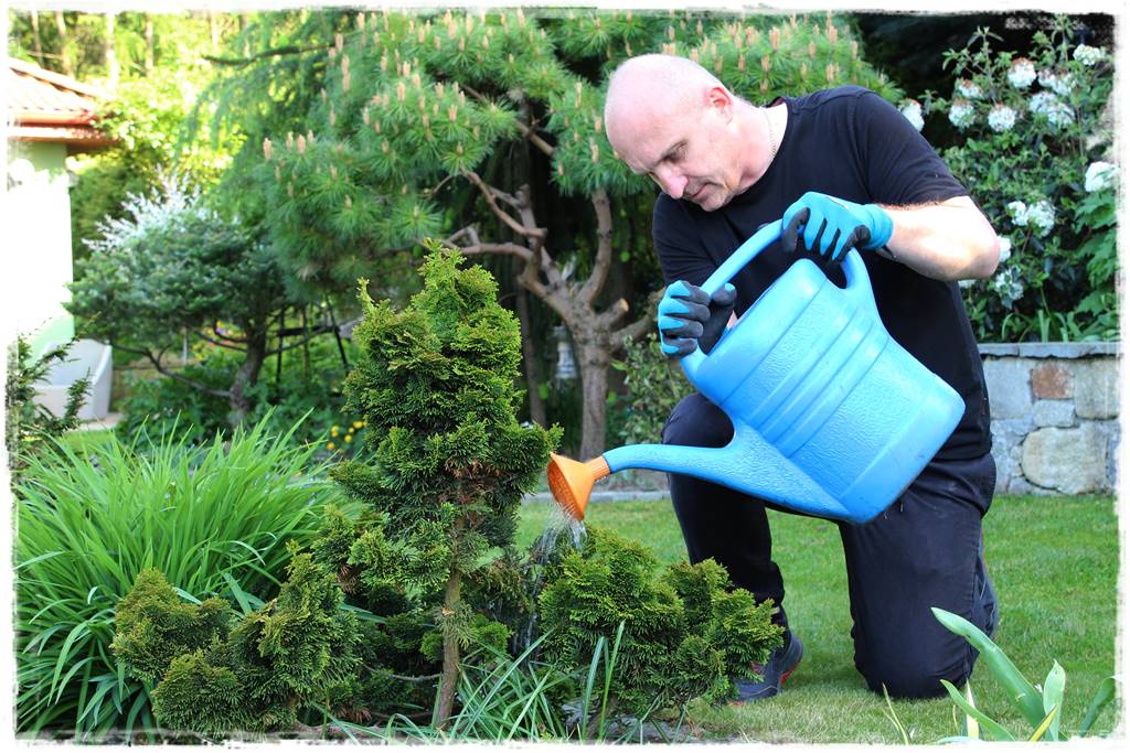 Nawożenie tui i iglaków 206 Nawożenie tui i iglaków 206