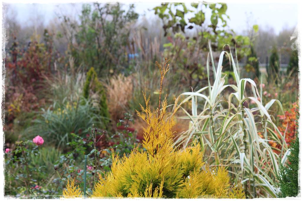 Nawożenie tui i iglaków 3