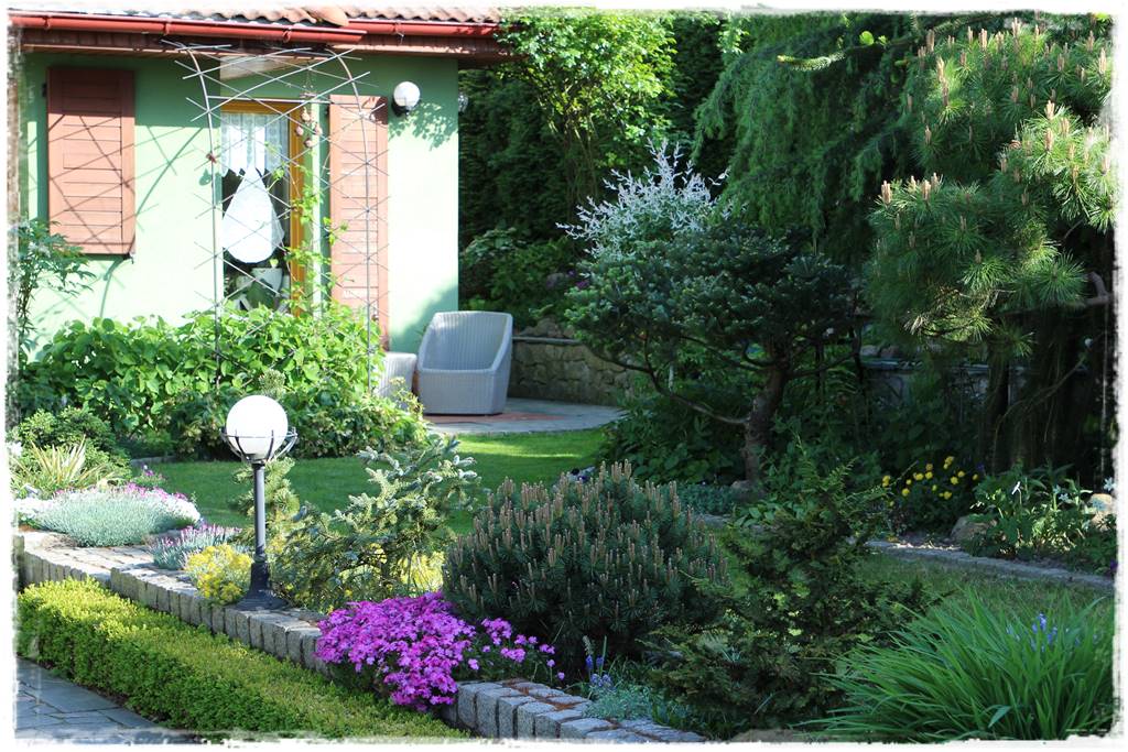 Nawożenie tui i iglaków 300 Nawożenie tui i iglaków 300