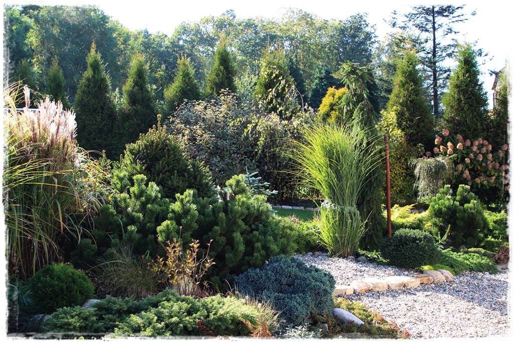 Nawożenie tui i iglaków 301 Nawożenie tui i iglaków 301