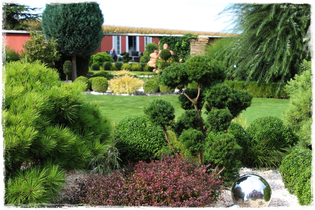 Nawożenie tui i iglaków 302 Nawożenie tui i iglaków 302