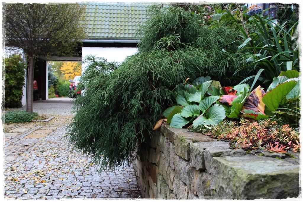 Nawożenie tui i iglaków 7 Nawożenie tui i iglaków 7