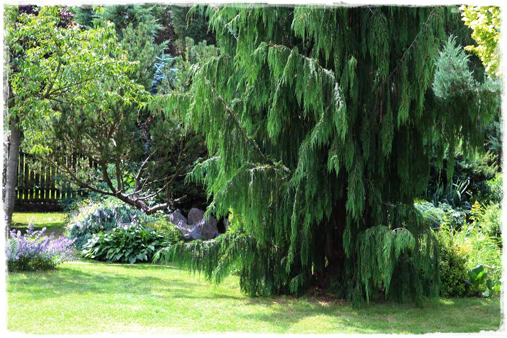 Nawożenie tui i iglaków 8 Nawożenie tui i iglaków 8