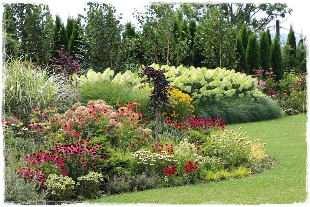 Nawożenie tui i iglaków 94 Nawożenie tui i iglaków 94