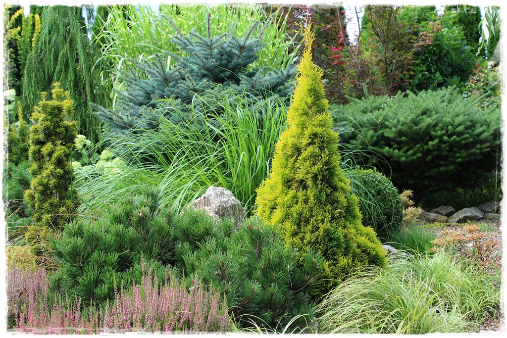 Nawożenie tui i iglaków 97 Nawożenie tui i iglaków 97