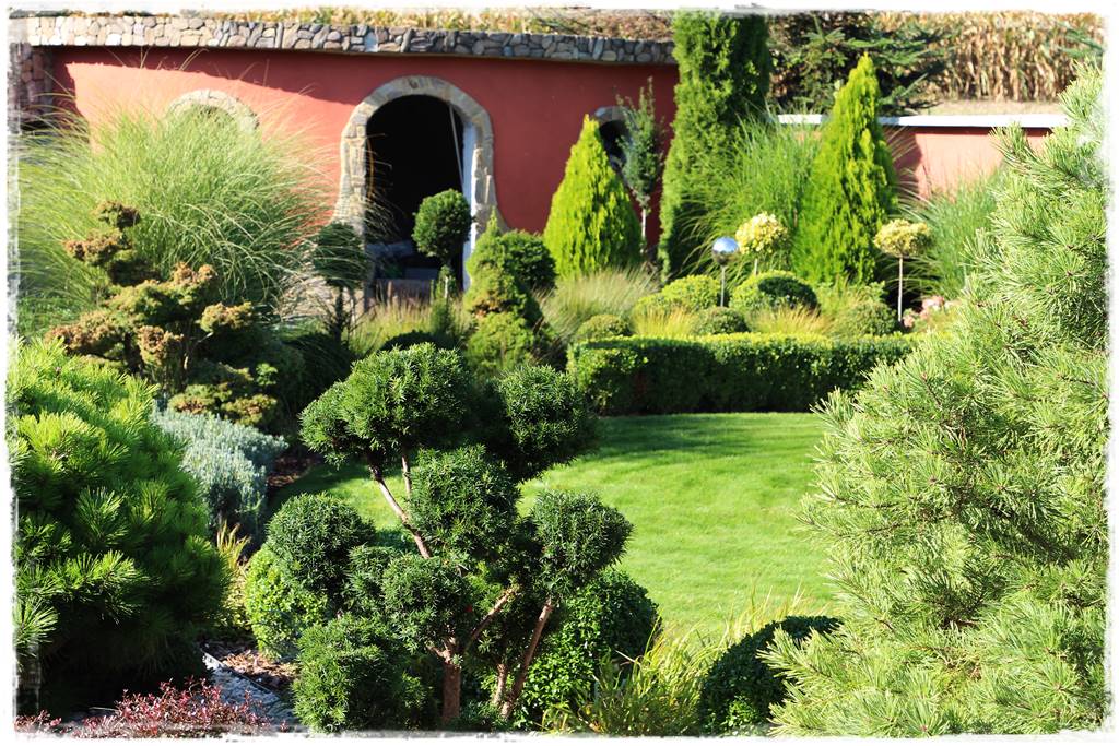 Nawożenie tui i iglaków 98 Nawożenie tui i iglaków 98