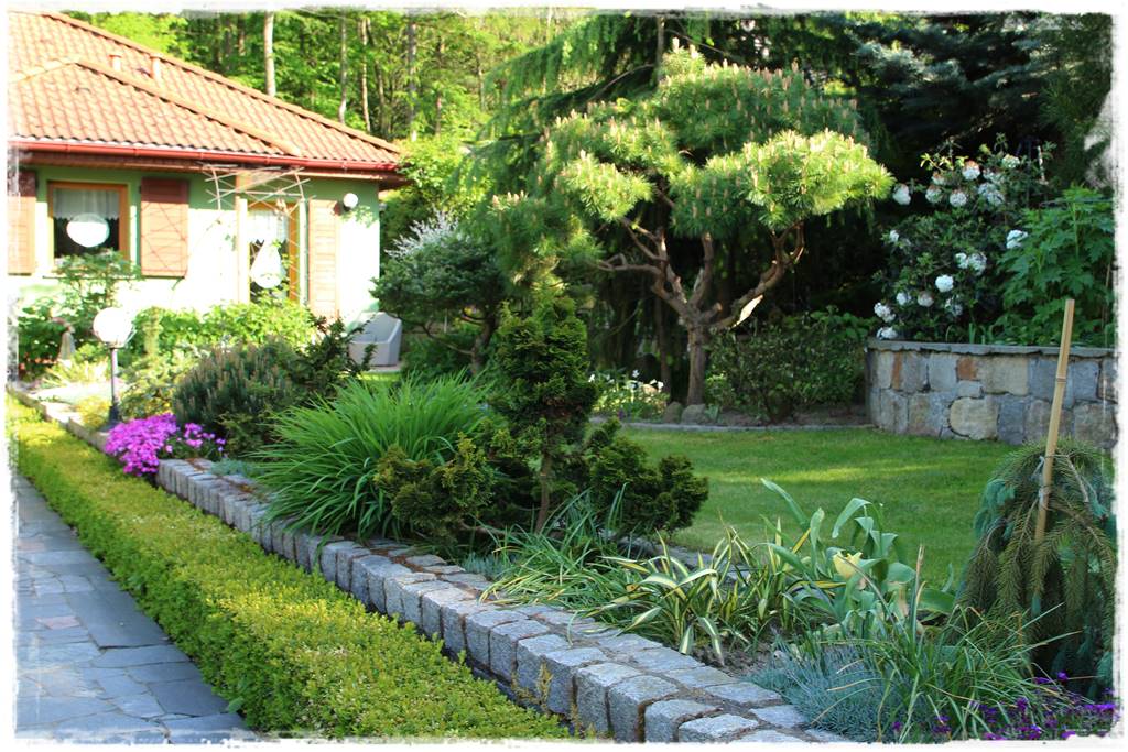 Nawożenie tui i iglaków 99 Nawożenie tui i iglaków 99