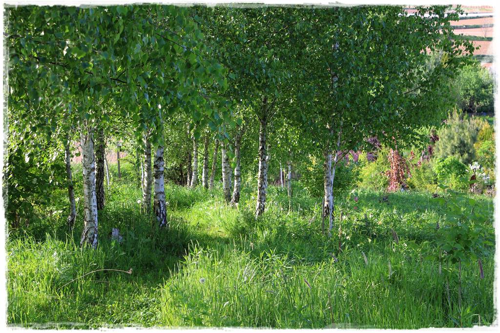 Ogród w wiejskim stylu 52