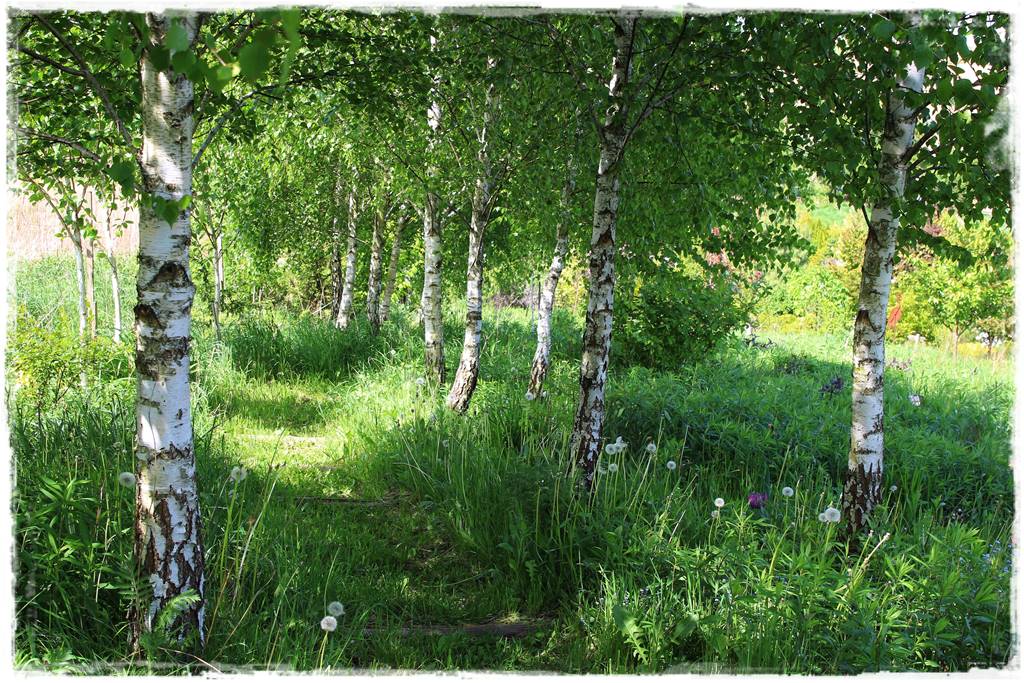 Ogród w wiejskim stylu 53