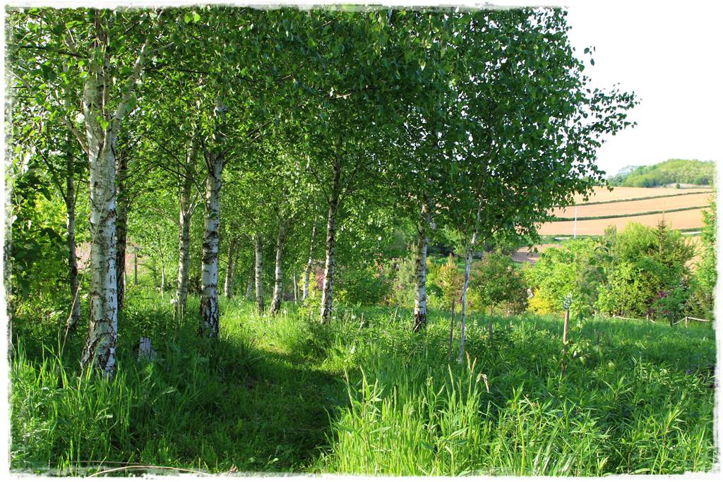 Ogród w wiejskim stylu 7