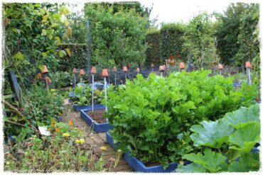 Plan sadzenia warzyw 0